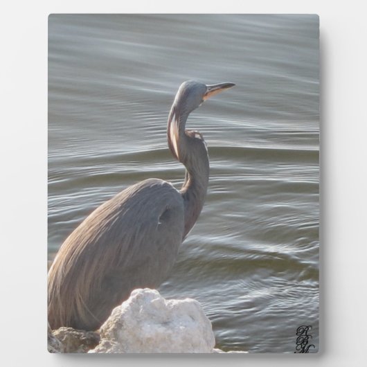 Graureiher am Wasser Fotoplatte (Vorderseite)