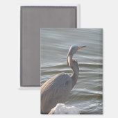 Graureiher am Wasser Magnet (Vorderseite/Rückseite)