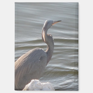 Graureiher am Wasser Magnet