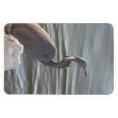 Graureiher am Wasser Magnet (Horizontal)