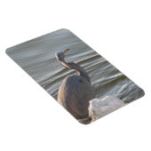 Graureiher am Wasser Magnet (Rechte Seite)
