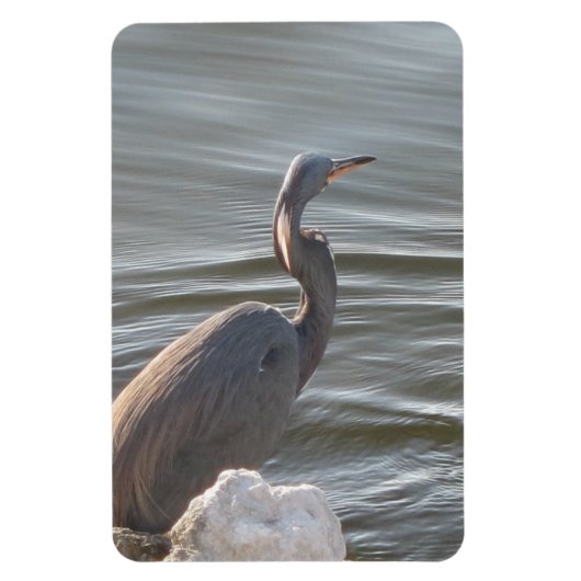 Graureiher am Wasser Magnet (Vertikal)