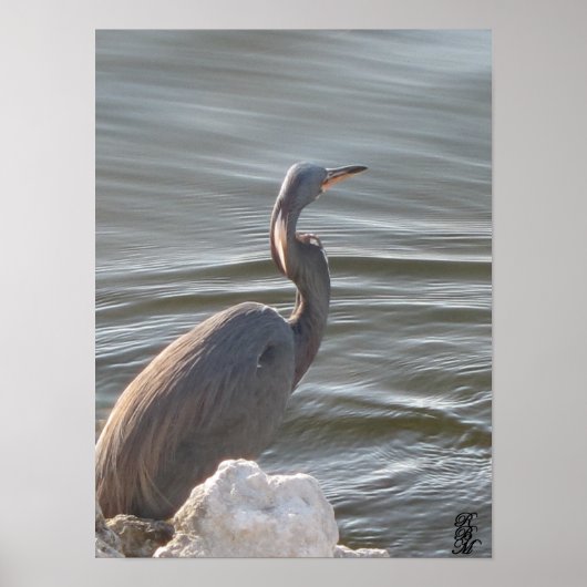Graureiher am Wasser Poster (Vorne)