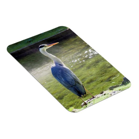 Graureiher Flexible Foto Magnet #3 (Rechte Seite)