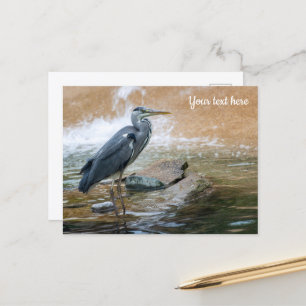 Graureiher Postkarte