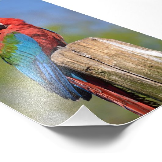 Grauschimmel Fotodruck (Ecke)