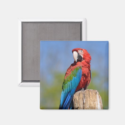 Grauschimmel Magnet (Vorderseite/Rückseite)