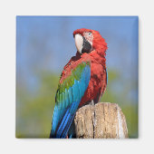 Grauschimmel Magnet (Vorne)