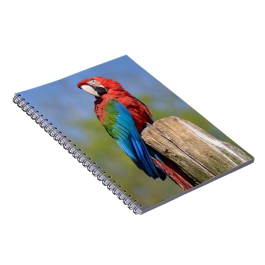 Grauschimmel Notizblock (Rechte Seite)