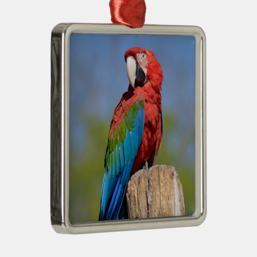 Grauschimmel Ornament Aus Metall (Rechts)