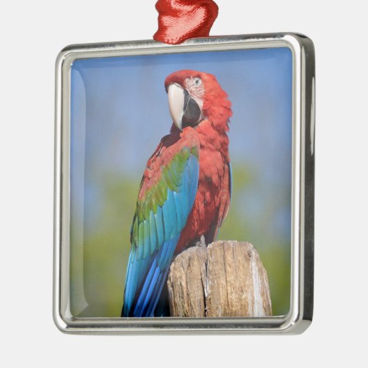 Grauschimmel Ornament Aus Metall (Links)