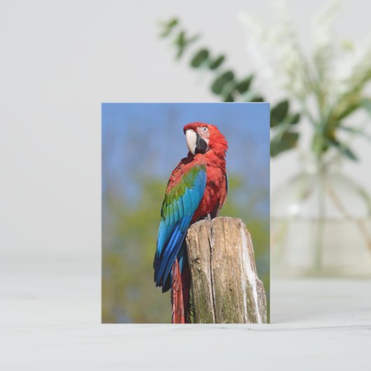 Grauschimmel Postkarte (Stehend Vorderseite)