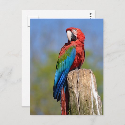 Grauschimmel Postkarte (Vorne/Hinten)