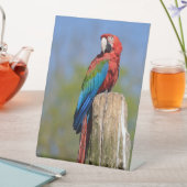 Grauschimmel Sockelschild (In Situ)