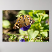 Grauschmetterling im Garden Poster (Vorne)
