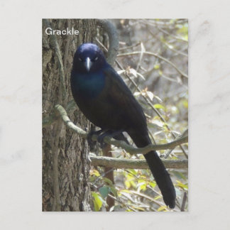 Grauschnabel Postkarte