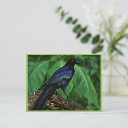 Grauschnabel Postkarte (Stehend Vorderseite)