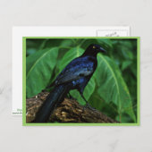 Grauschnabel Postkarte (Vorne/Hinten)