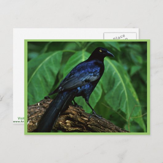 Grauschnabel Postkarte (Vorne/Hinten)