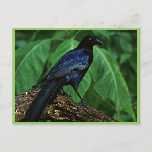 Grauschnabel Postkarte (Vorderseite)