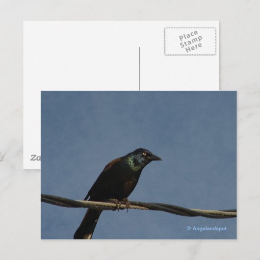 Grauschnabel-Power Postkarte (Vorne/Hinten)