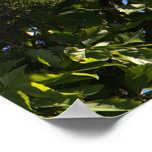 Grauschnabelposter Poster (Ecke)