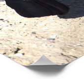 Grauschnabelposter Poster (Ecke)