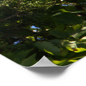 Grauschnabelposter Poster (Ecke)