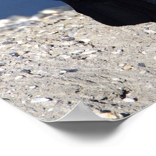 Grauschnabelposter Poster (Ecke)