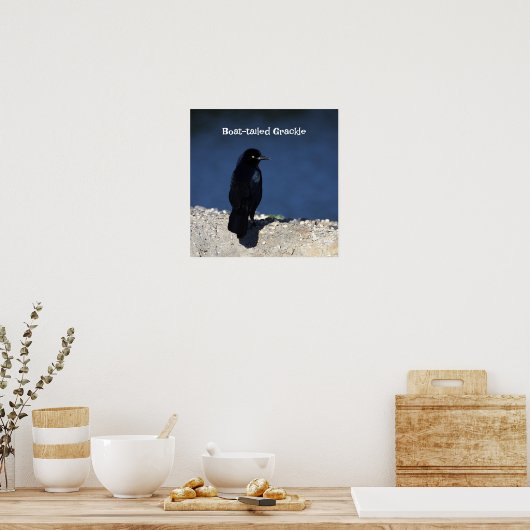 Grauschnabelposter Poster (Küche)