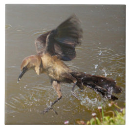 Grausevogel auf dem Wasser Klettersteig Fliese