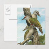 Grauspecht Postkarte (Vorne/Hinten)