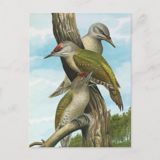 Grauspecht Postkarte (Vorderseite)
