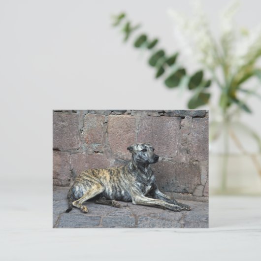 Graustreifen in Cusco, Peru Postkarte (Stehend Vorderseite)