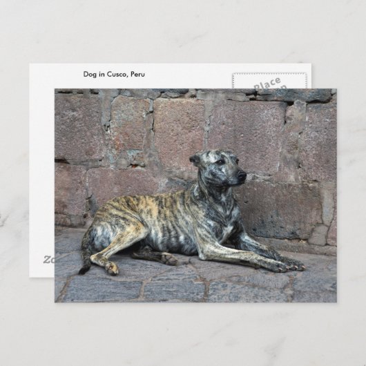 Graustreifen in Cusco, Peru Postkarte (Vorne/Hinten)