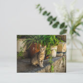 Grautabby niedliche streunende Katze Postkarte (Stehend Vorderseite)