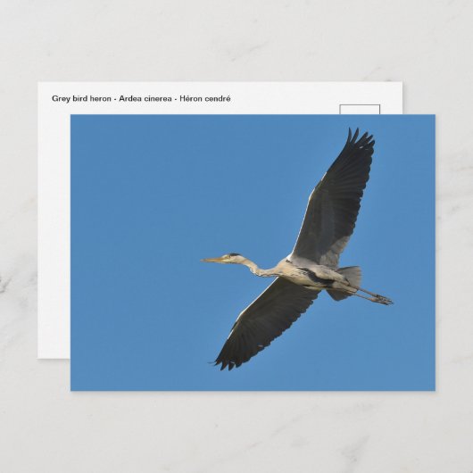 Grauvogelherde Postkarte (Vorne/Hinten)