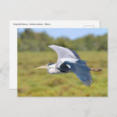 Grauvogelherde Postkarte (Vorne/Hinten)