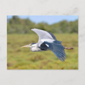 Grauvogelherde Postkarte (Vorderseite)