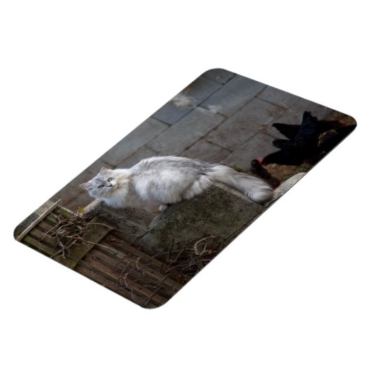 Grauweiße Angorakatze Magnet (Linke Seite)