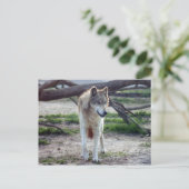 Grauwolf-13 Postkarte (Stehend Vorderseite)
