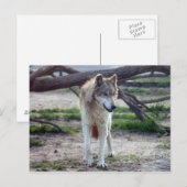 Grauwolf-13 Postkarte (Vorne/Hinten)