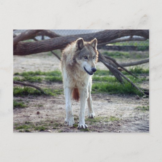Grauwolf-13 Postkarte (Vorderseite)