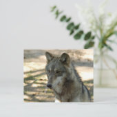 Grauwolf-21 Postkarte (Stehend Vorderseite)