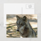Grauwolf-21 Postkarte (Vorne/Hinten)