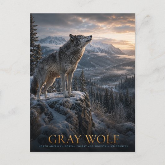 Grauwolf-Berg-Wilderness-Tiere Postkarte (Vorderseite)