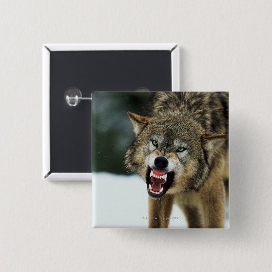 Grauwolf Button (Vorne & Hinten)