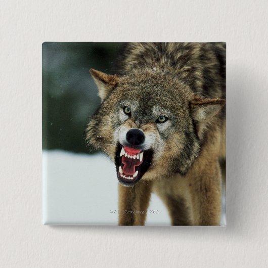 Grauwolf Button (Vorderseite)
