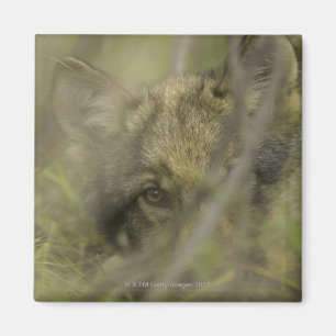 Grauwolf (Canis lupus) allein, versteckt sich in Magnet