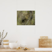 Grauwolf (Canis lupus) allein, versteckt sich in Poster (Küche)